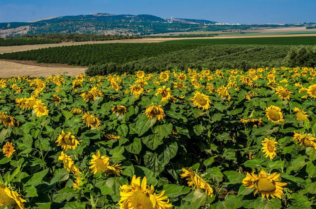 Galilee Best Location 'En Dor ภายนอก รูปภาพ